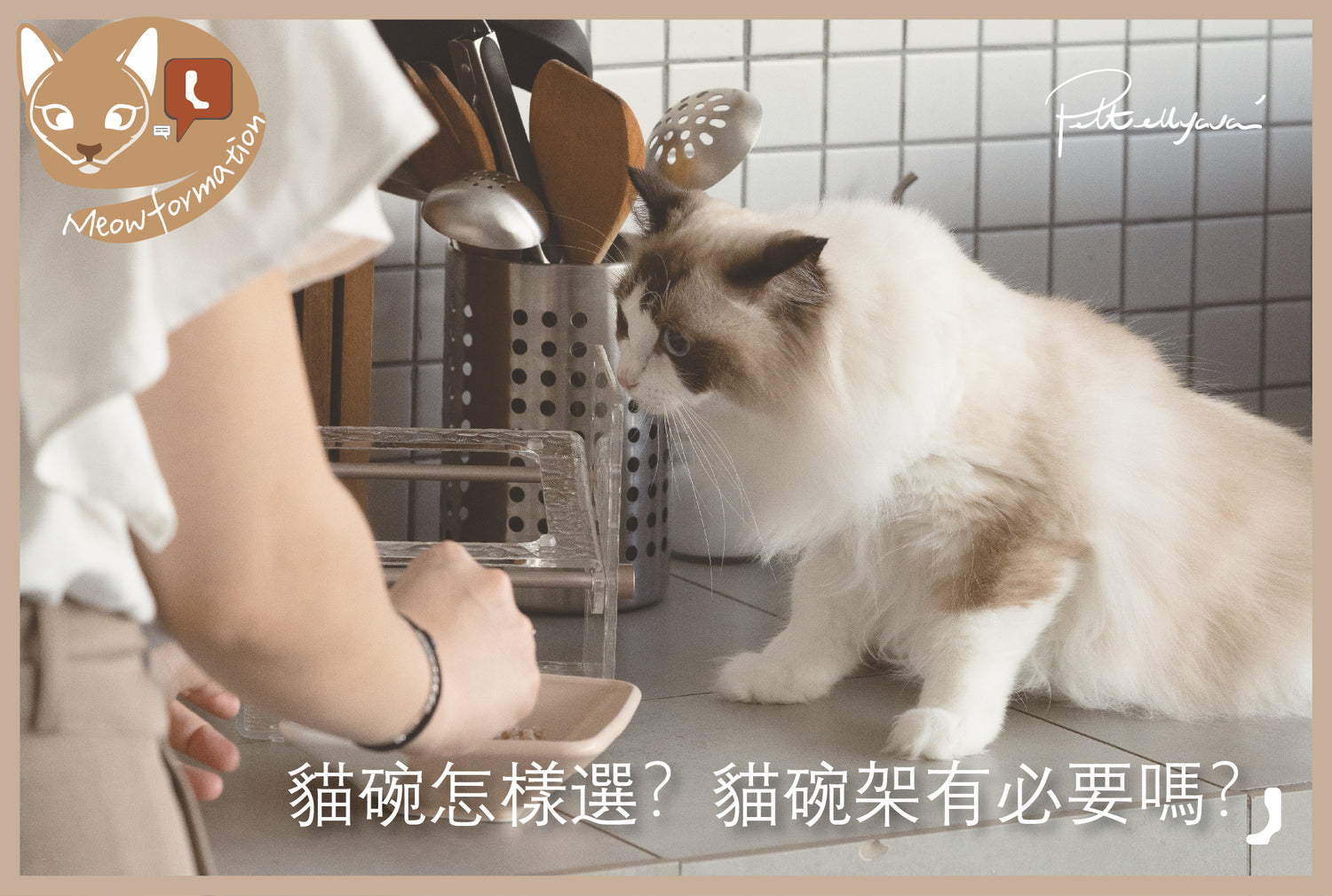 🐾🌟 貓碗怎樣選?貓碗架有必要嗎? 🌟🐾
