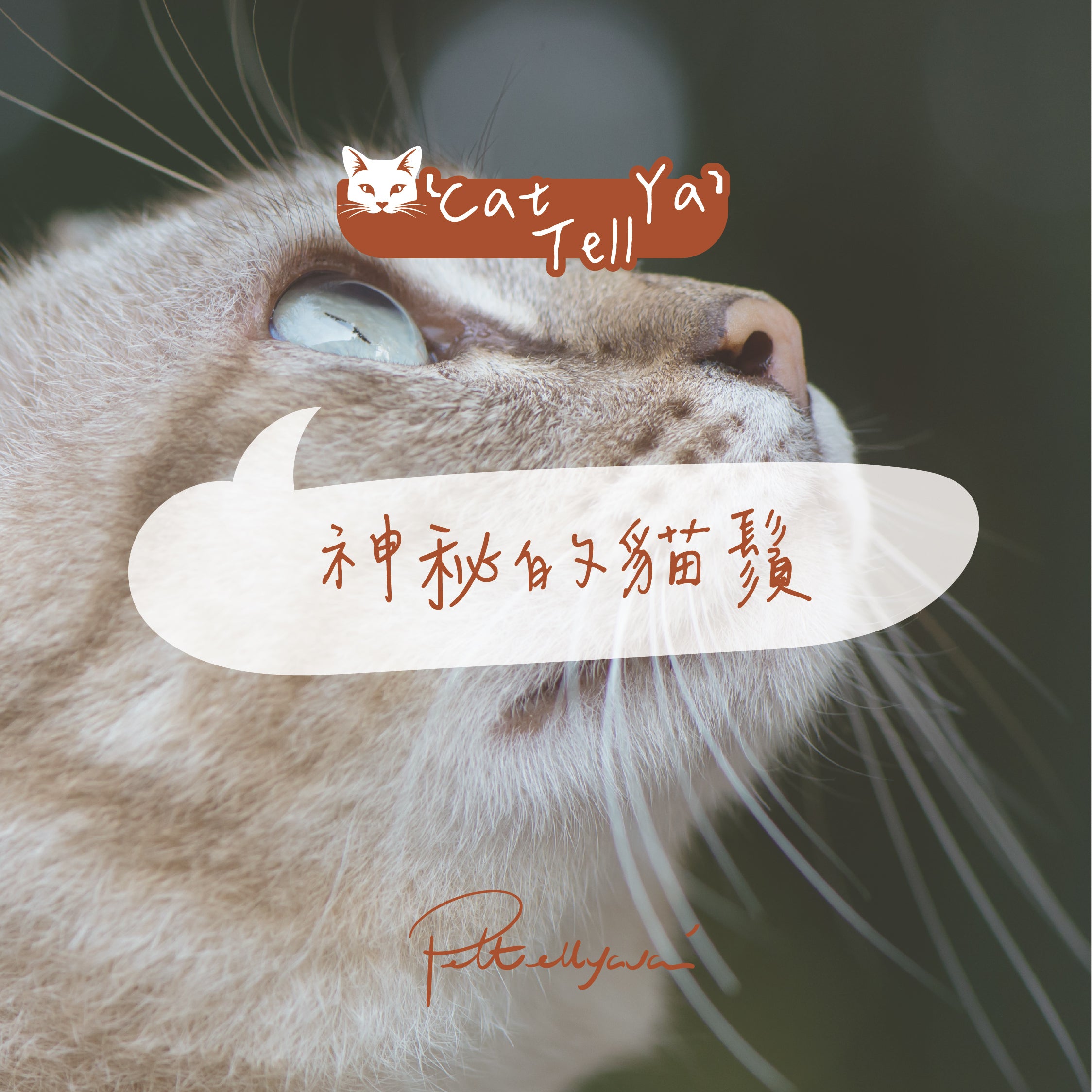 "Cat Tell Ya" 系列 【神秘的貓鬚🐱🧔🏻♀️🧔🏻🧔🏻♂️】