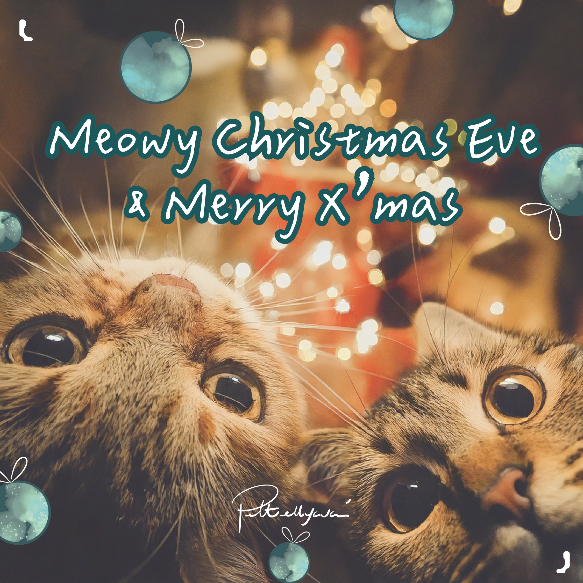 【Meowy Christmas Eve & Merry Xmas!🐾】