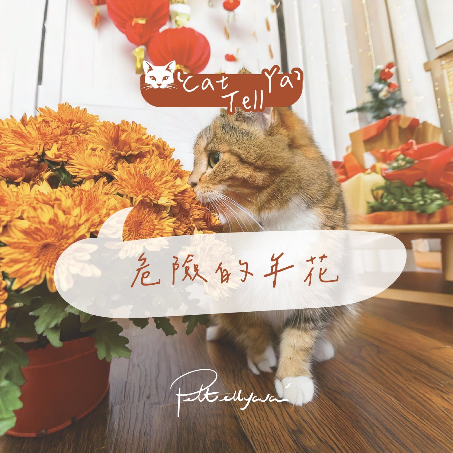 "Cat Tell Ya" 系列 【危險的年花🌼】