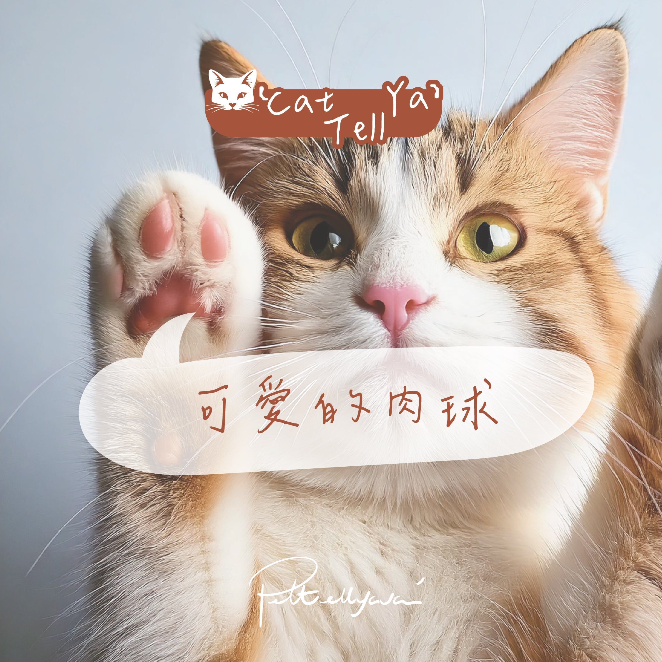 "Cat Tell Ya" 系列 【🐱可愛的肉球🐾】