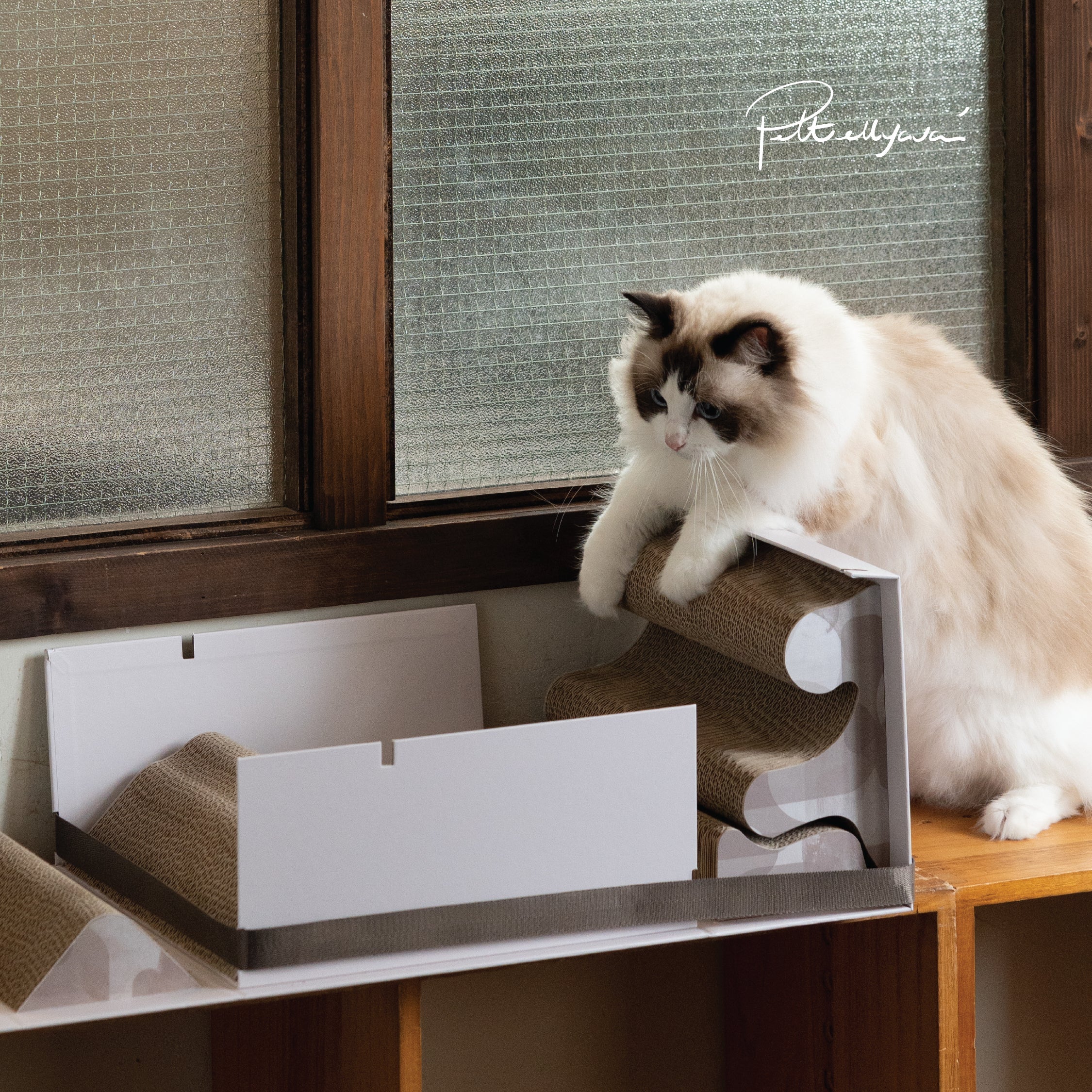 每月用家回圖 MT Box🐾貓抓板盲盒