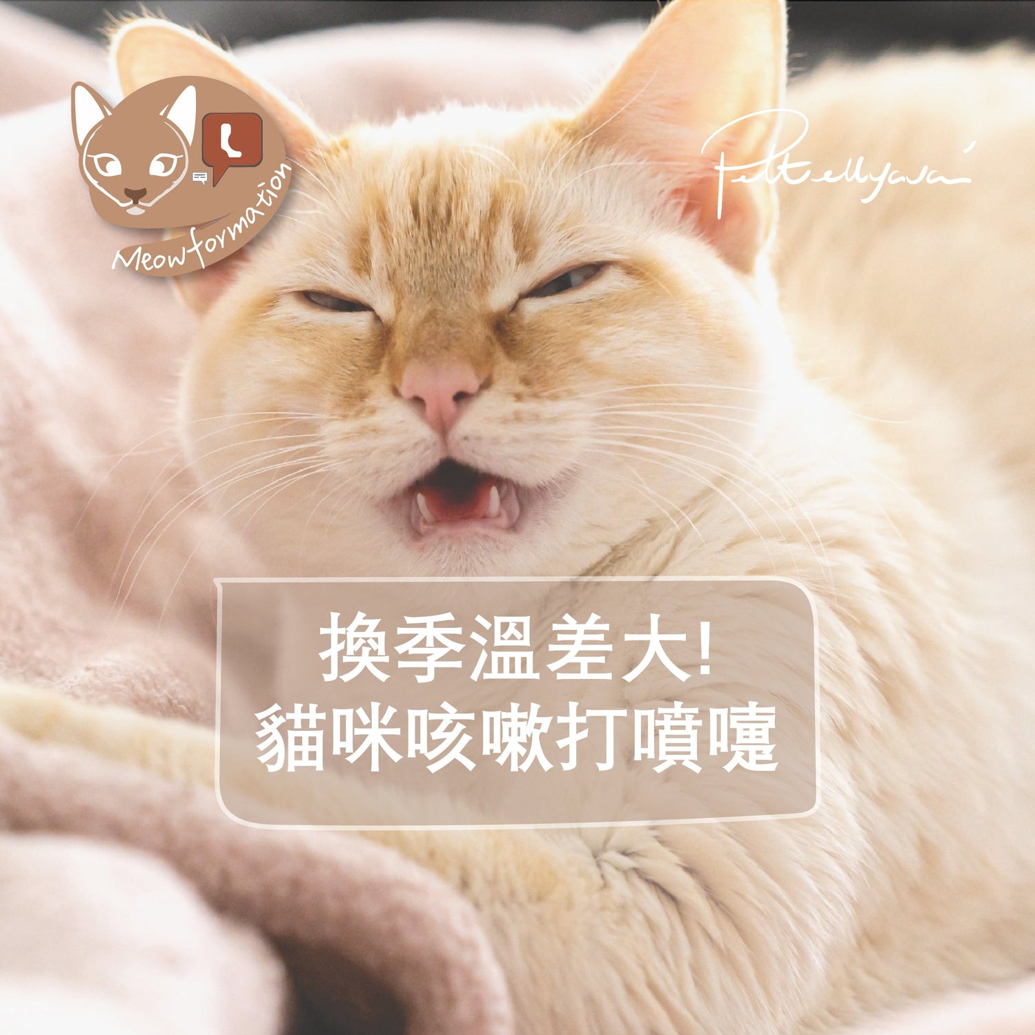 【🌸 春季注意!貓咪咳嗽打噴嚏 】