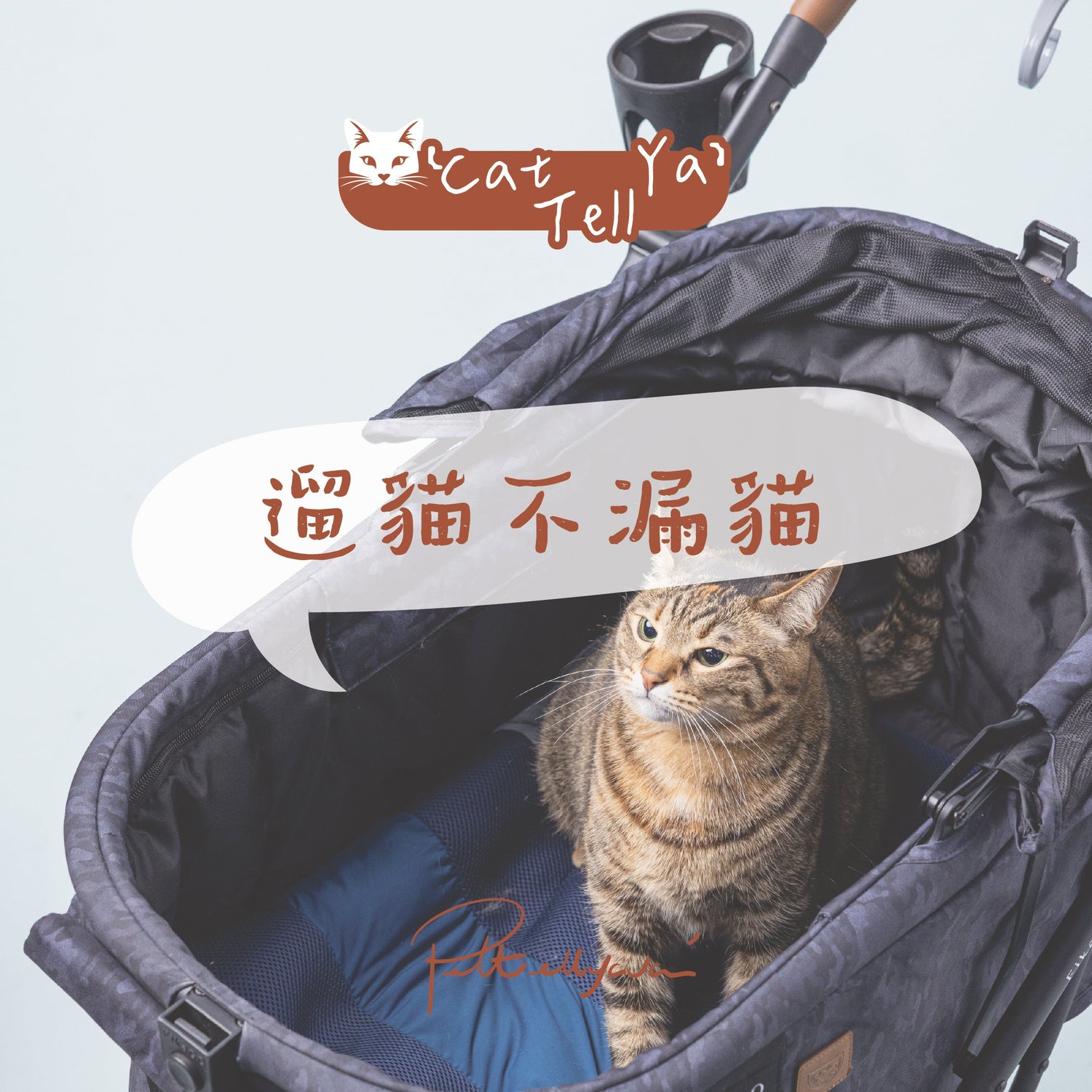 【遛貓不漏貓!帶貓貓出街散步全攻略】🐱🚶♀️