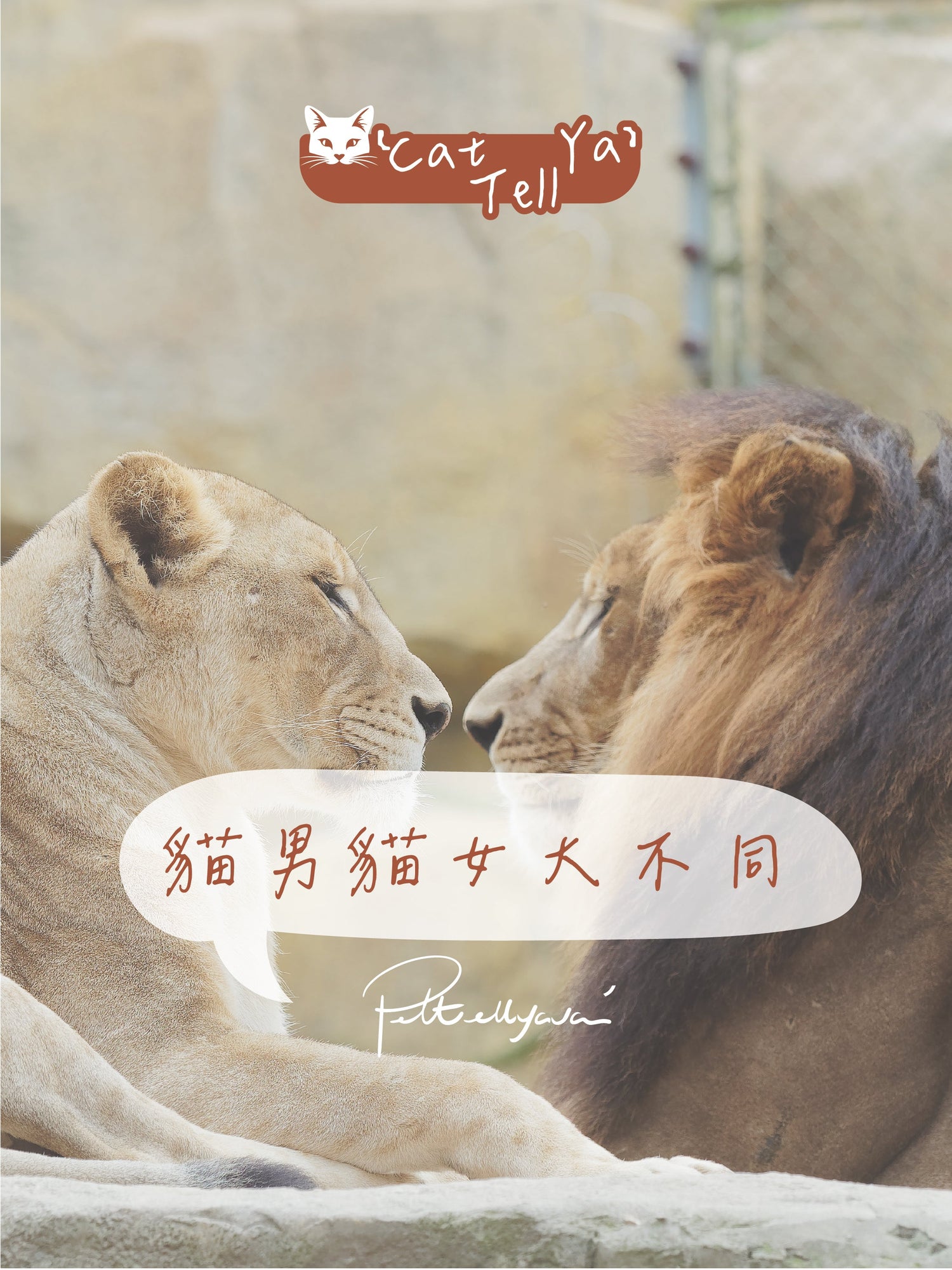 "Cat Tell Ya" 系列🐱 貓公VS貓乸