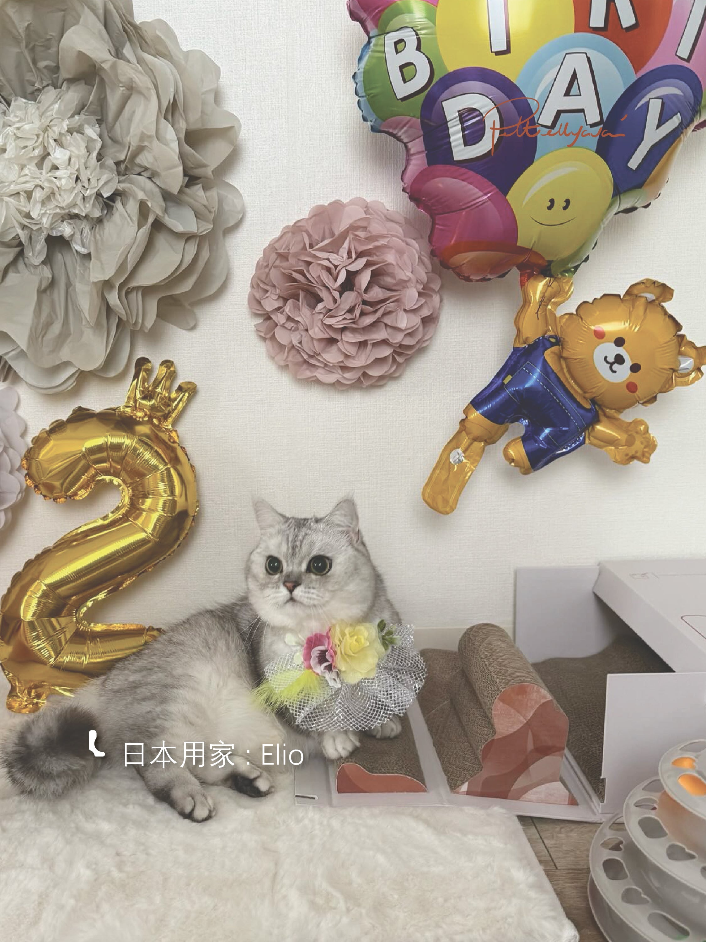 每月用家回圖 MT Box 🐾 盲盒貓抓板