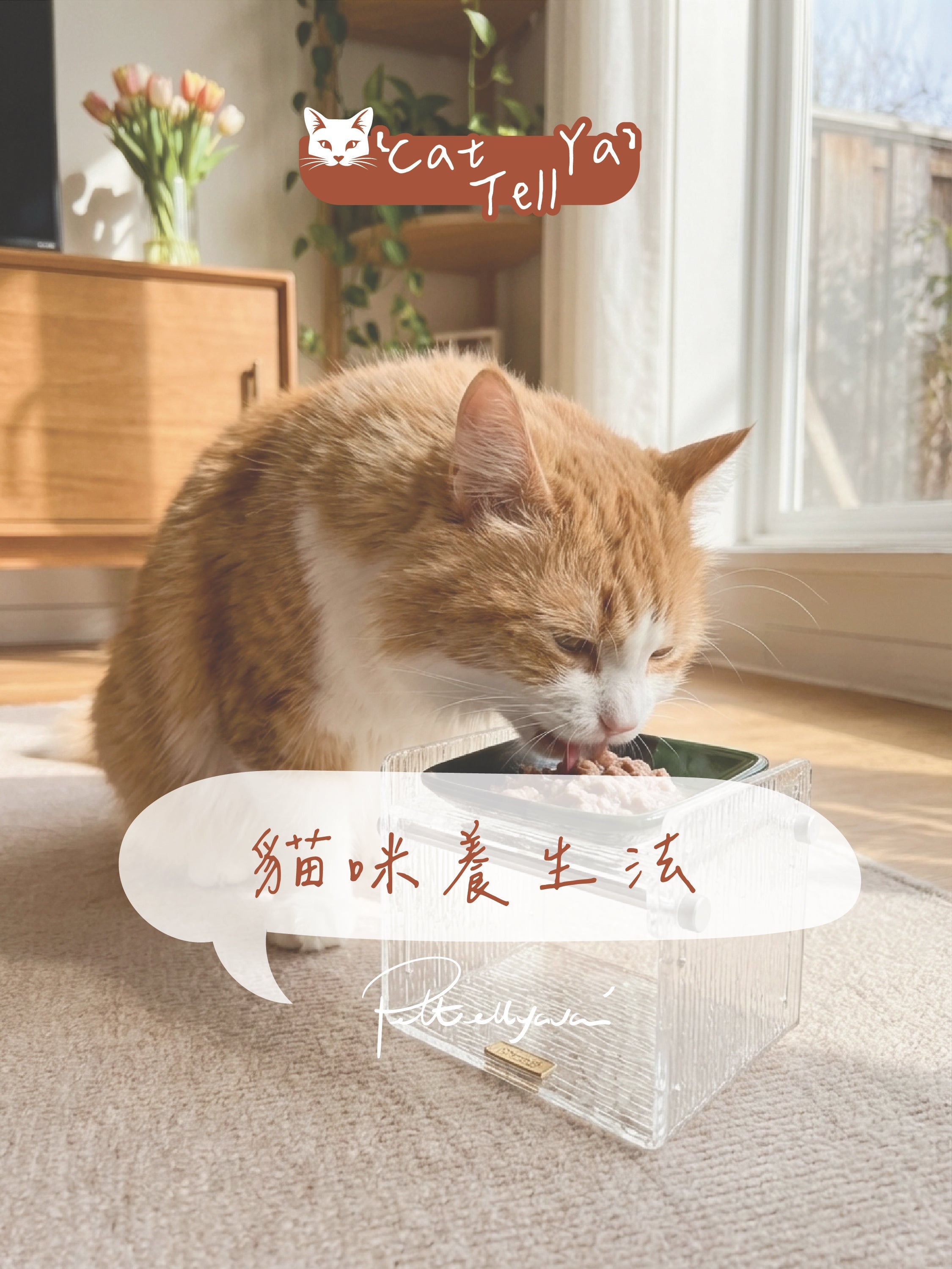 "Cat Tell Ya" 系列【🐱貓咪長壽養生秘籍🧛】
