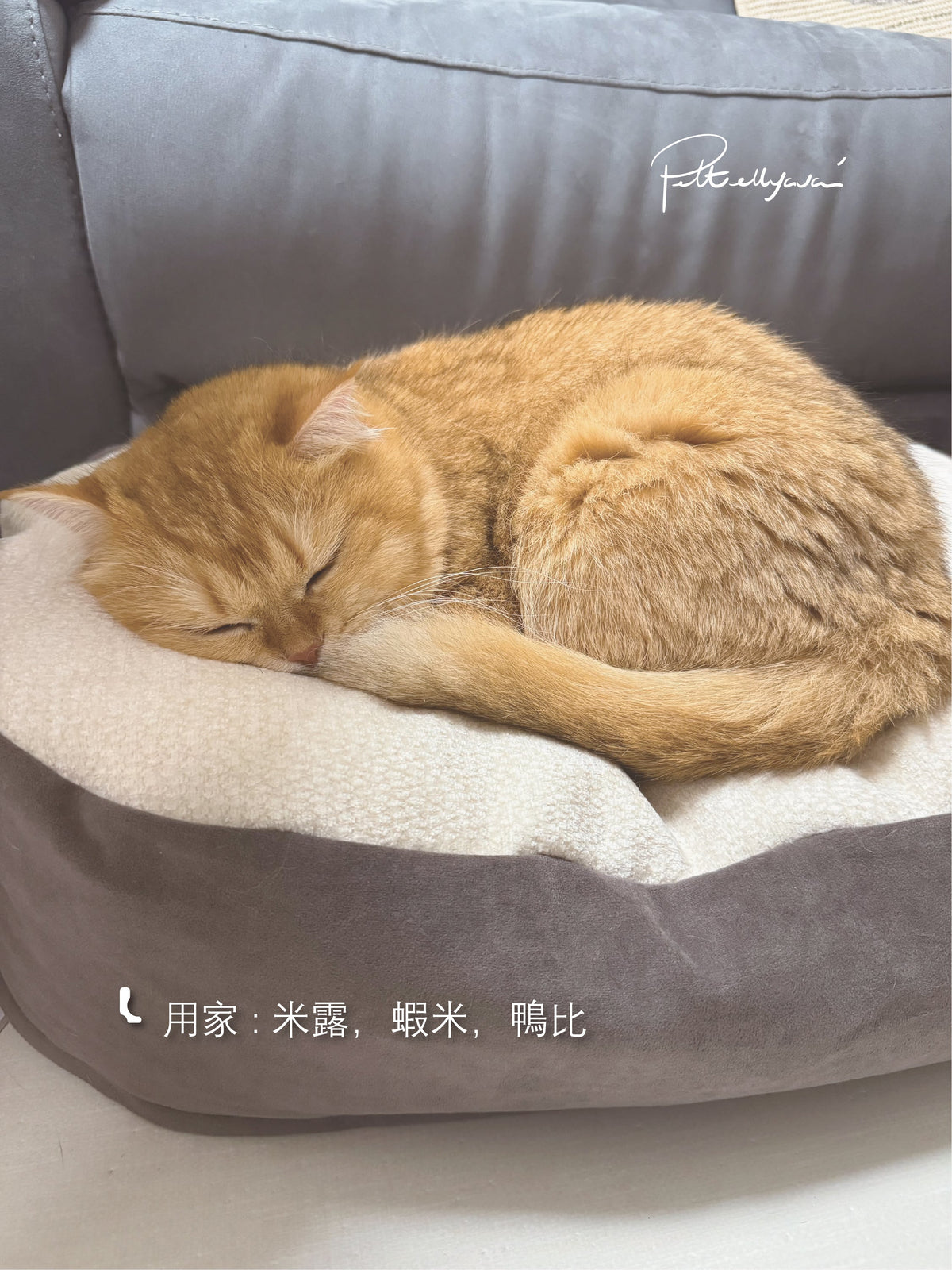 每月用家回圖 Comfe🐾 豆袋 🫘