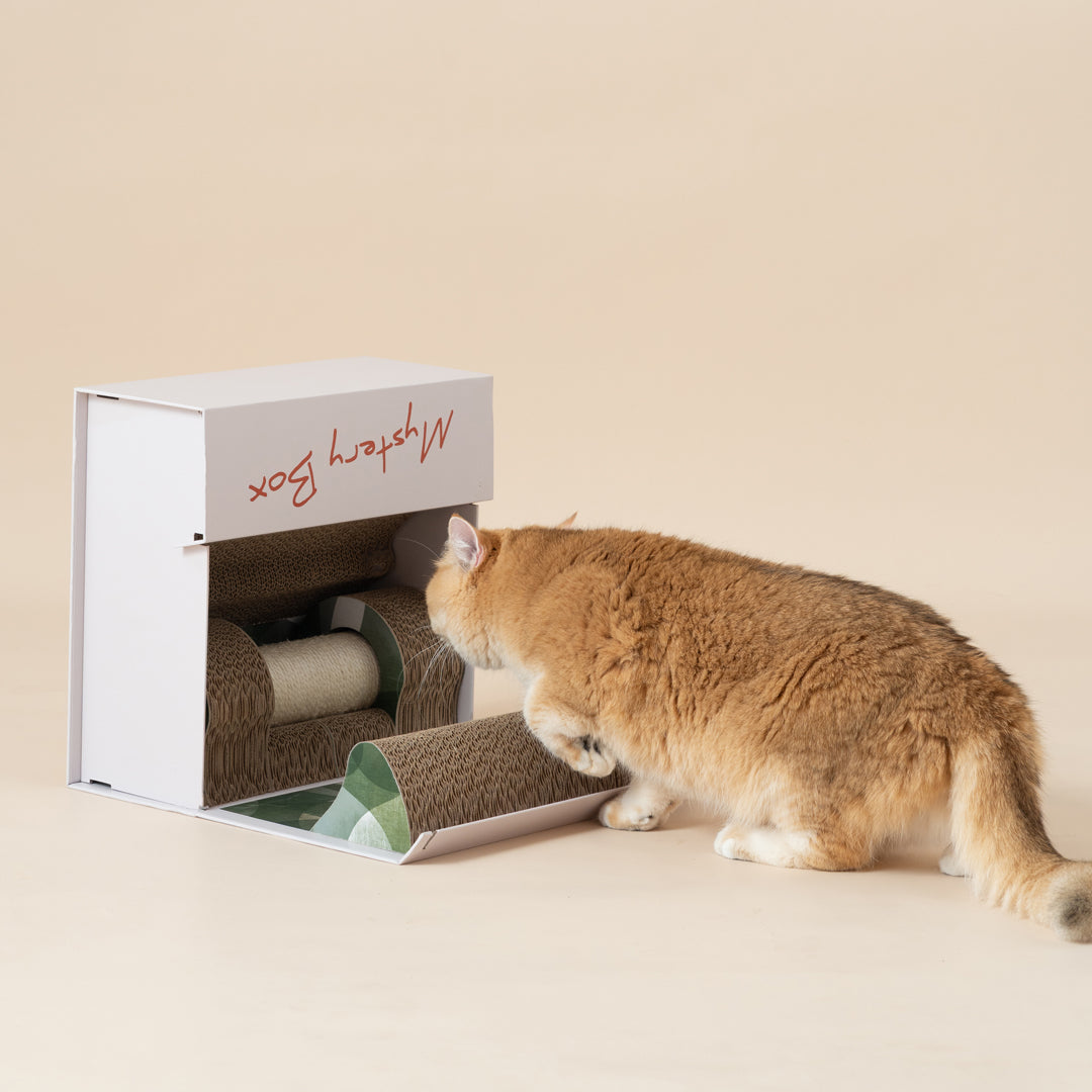 Mystery Box-Cat Scratch Box