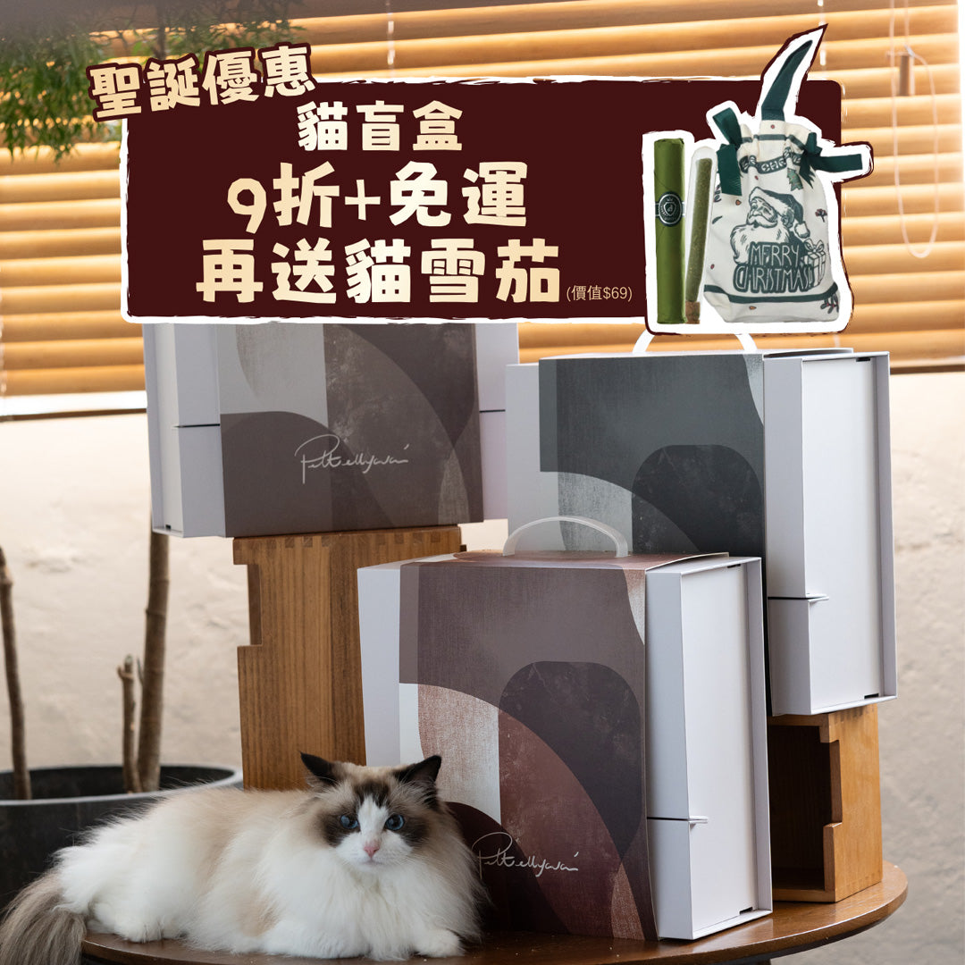 Mystery Box-Cat Scratch Box