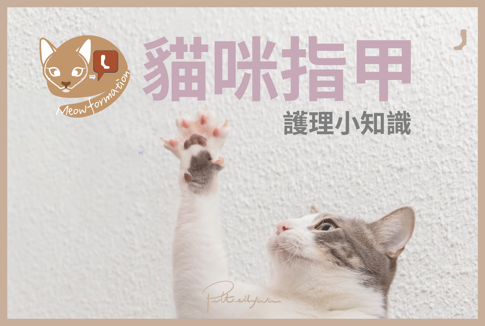 🐈‍⬛貓咪的指甲護理小知識💅🏻