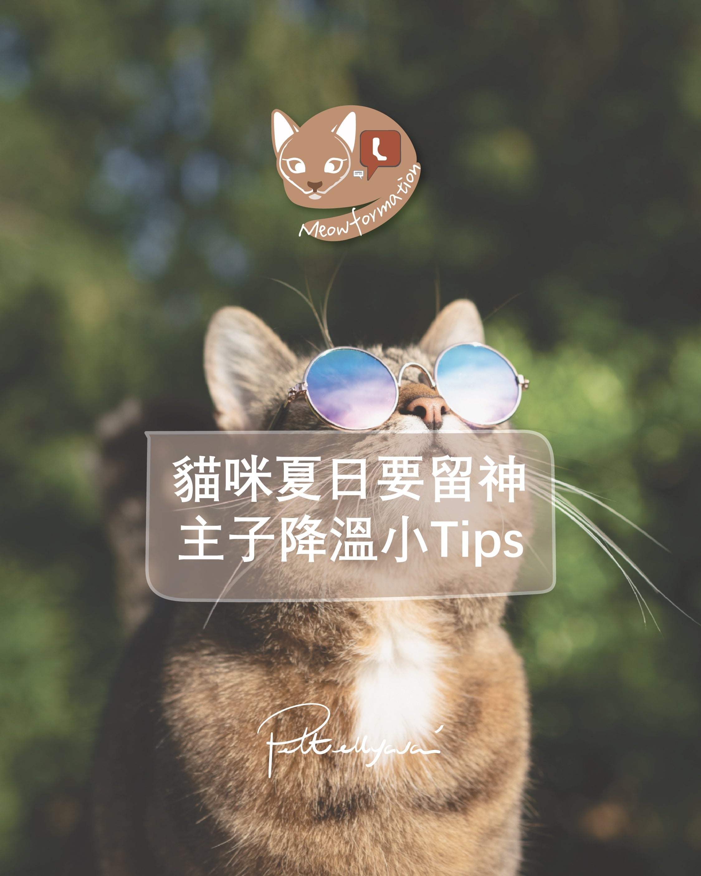 【貓咪夏日要留神，幫貓主子降溫小Tips🐱❄️】