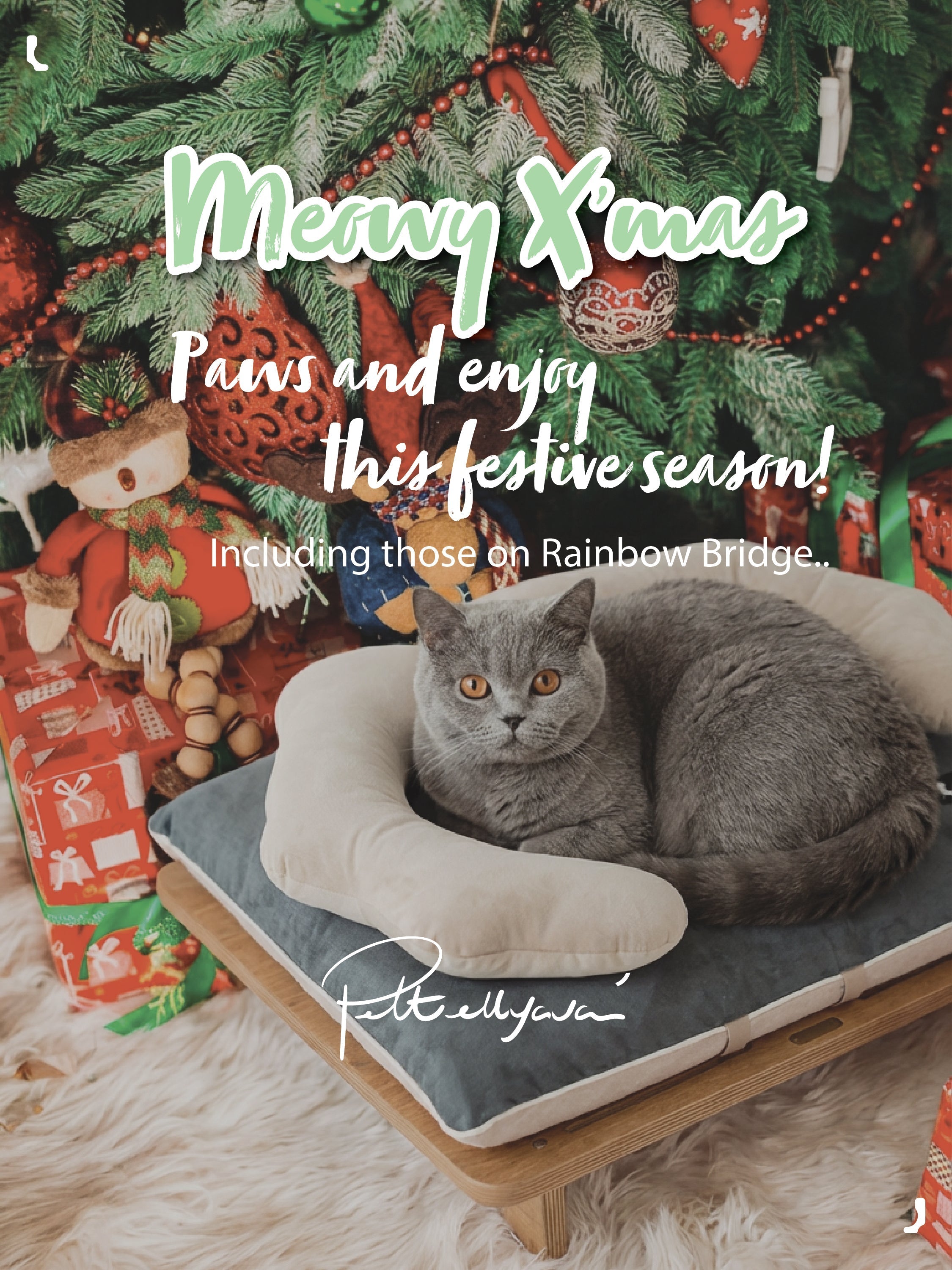 🐱 “A Purr-fect Christmas Wish!”🎄