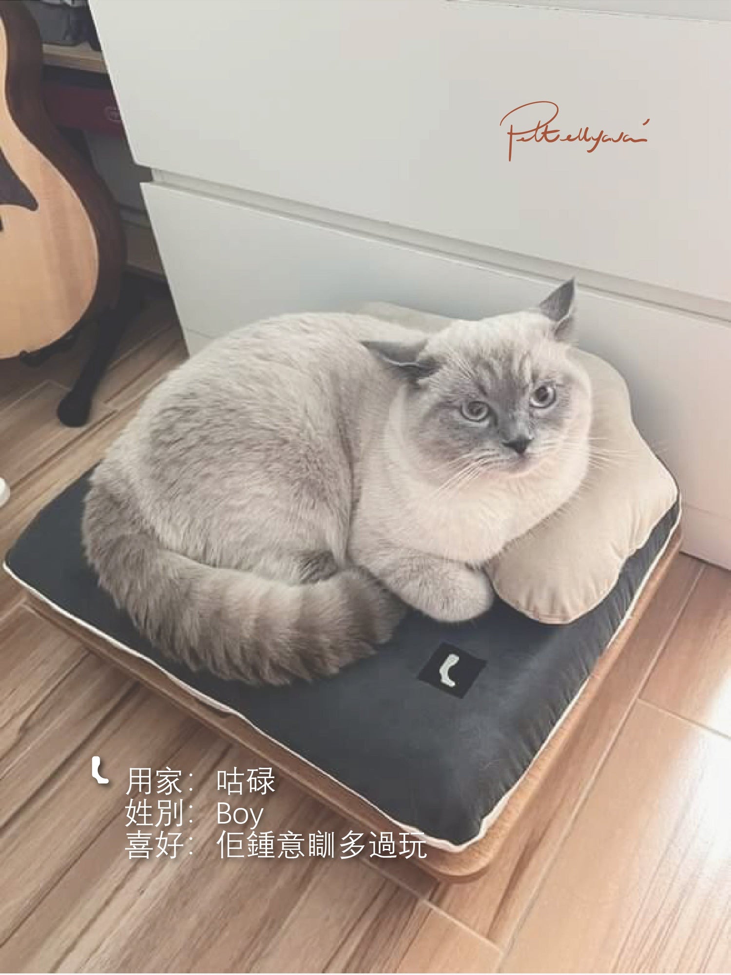 每月用家回圖 Surro 🐾 貓床