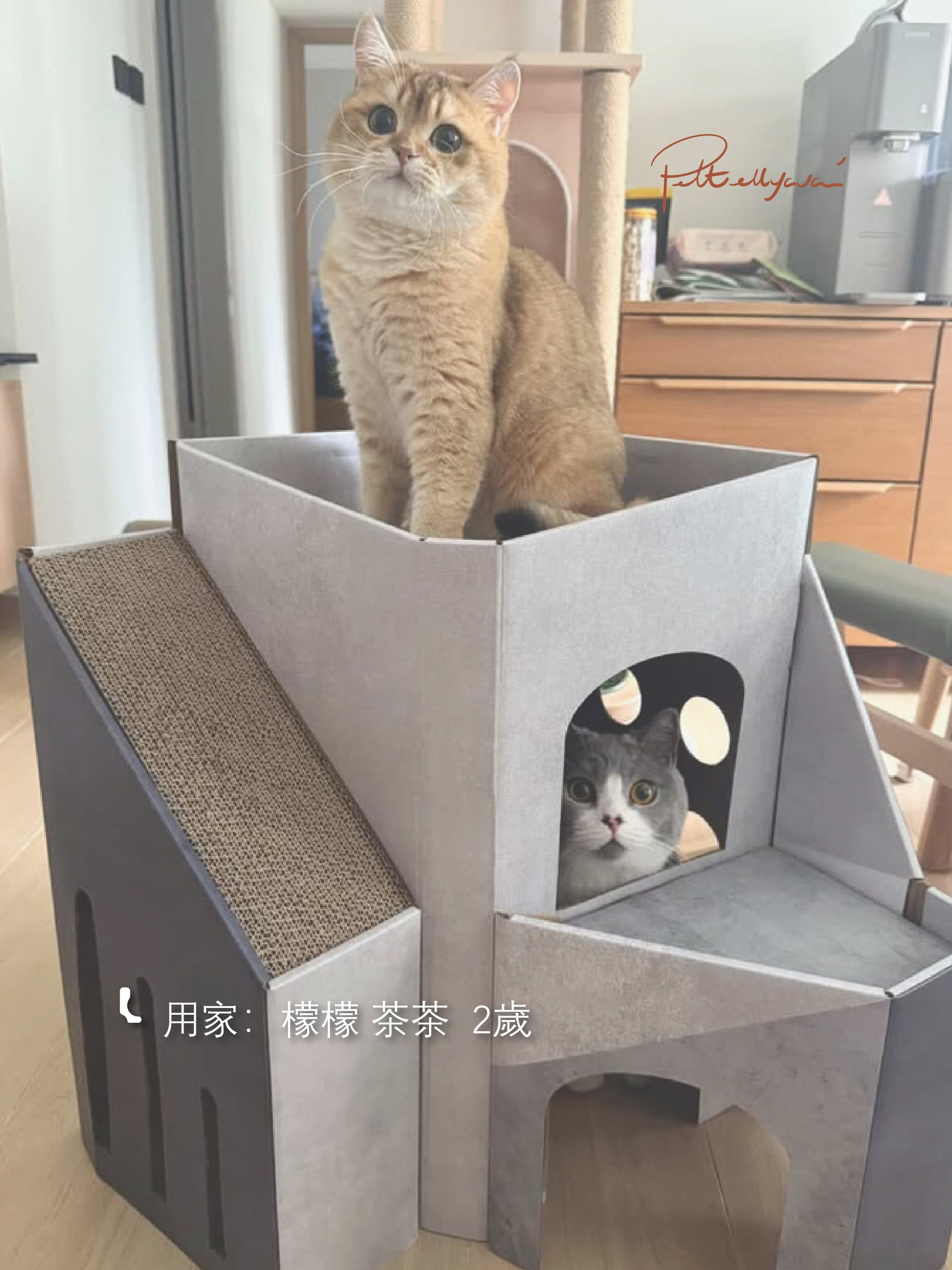 每月用家回圖 Mini Cat Mansion🐾 貓屋 🏠