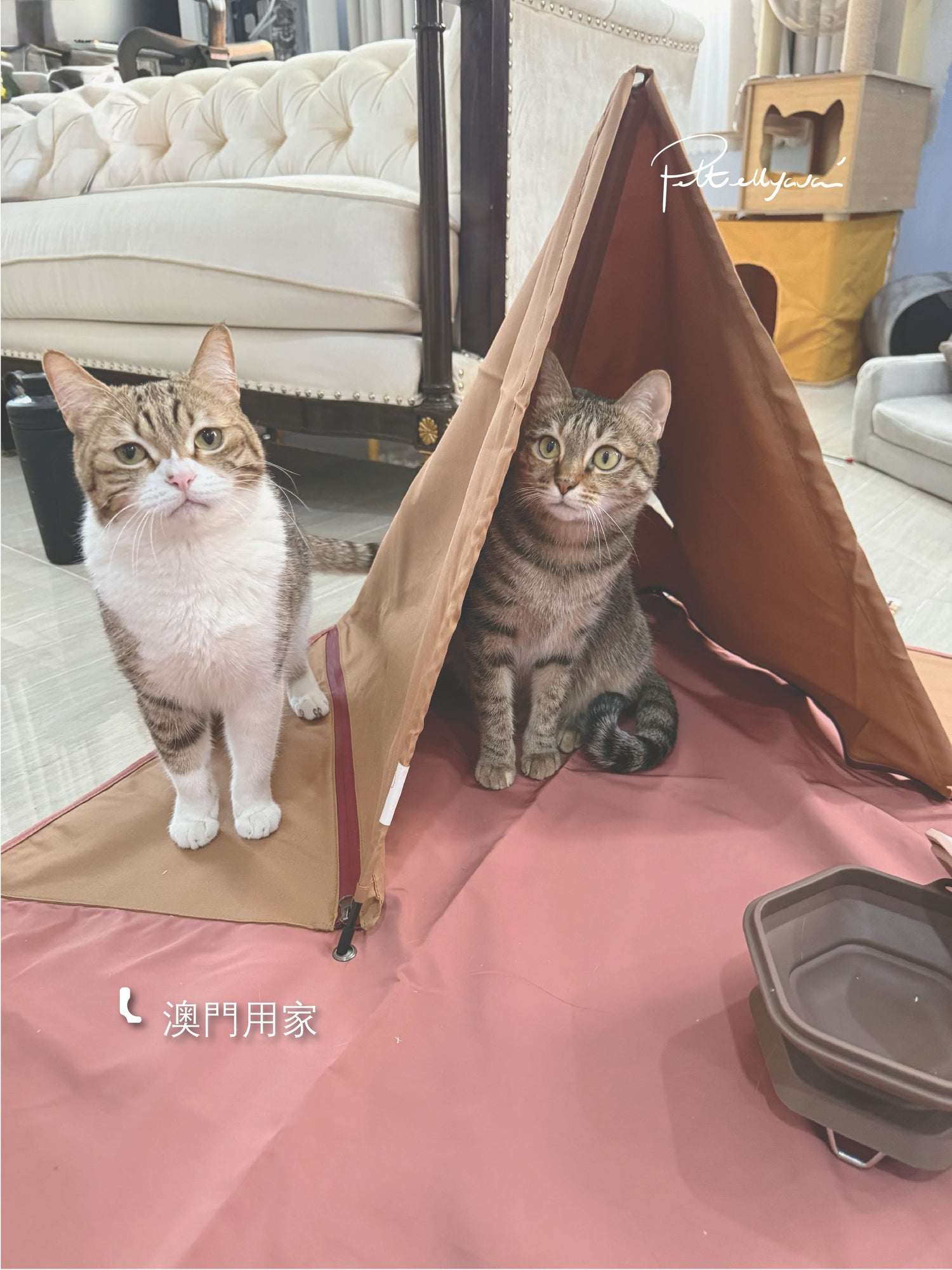 每月用家回圖 Outi🐾 一體式人寵野餐墊